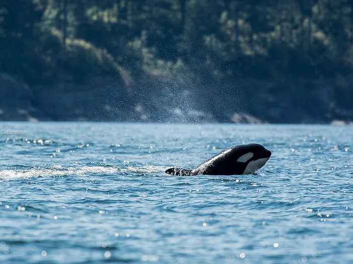 Orca in water