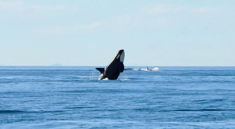 Killer Whale, Breach, Orca, White Rock Sea Tours
