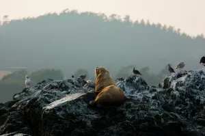 Sea Lion, White Rock Sea Tours