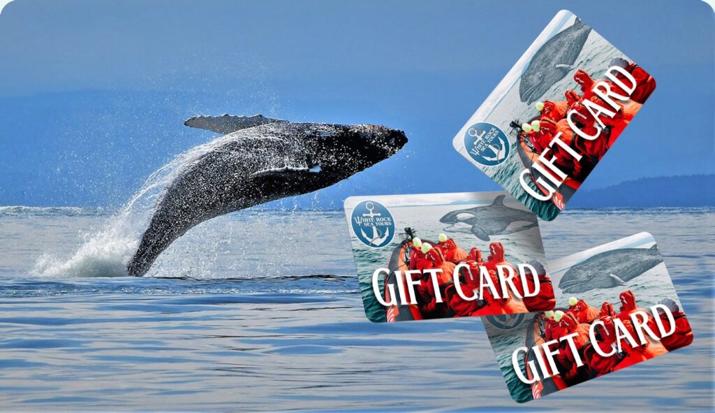 GiftCard Humpback Whale breaching