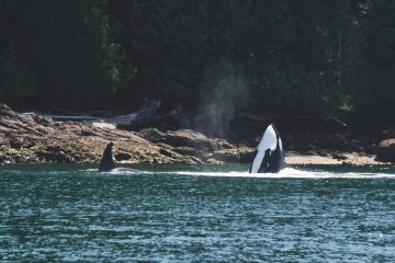 White Rock Whale Watching Adventure | White Rock Sea Tours Inc.