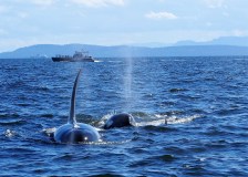 Killer whales spotted during whale watching tour off coast of Vancouver