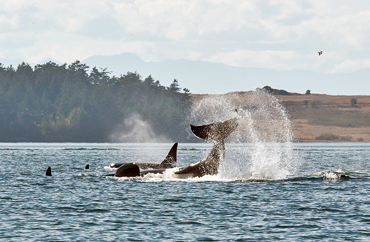 Homepage family whales