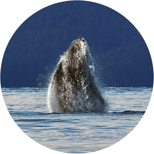 Homepage round humpback sml