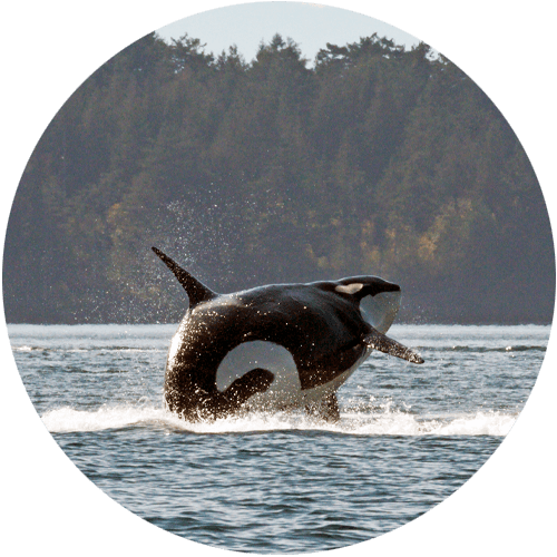 Orca breaching near Gulf Islands