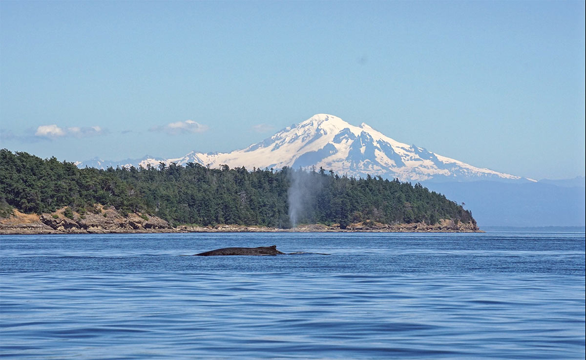 Mount Baker humpback